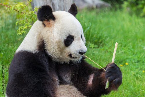  Giant panda, bear panda sitting on the grass eating bamboo 