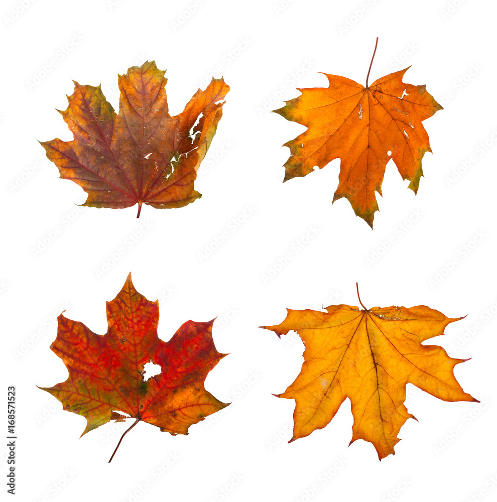 Set the autumn maple branch with leaves isolated Set the autumn maple branch with leaves isolated