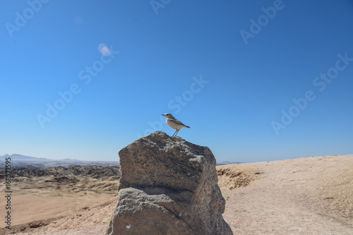 Tractrac Chat- Namibia small bird