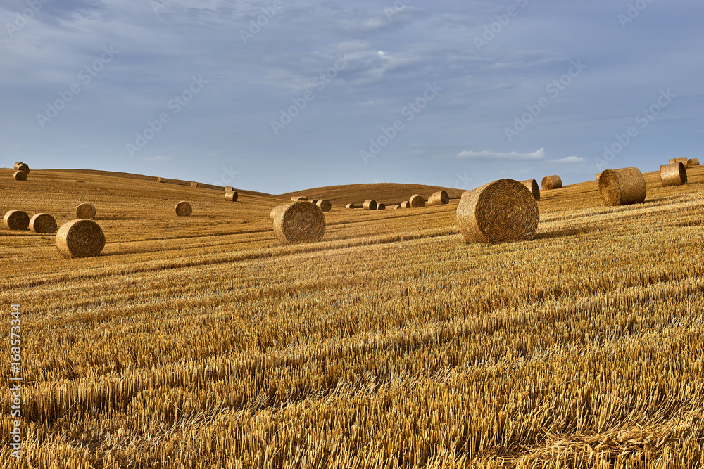 Rolls of hay on the field after harvest, Malbork, Poland , Europe