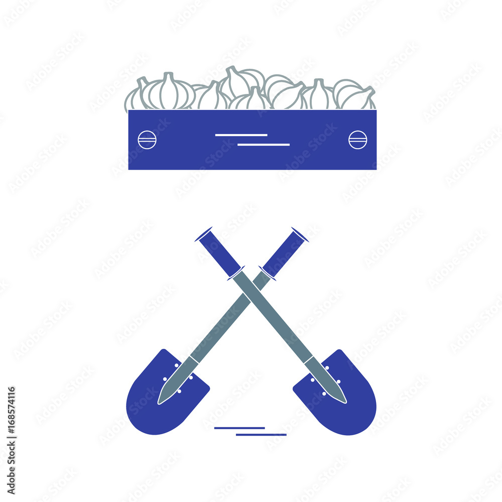 Cute vector illustration of harvest: two shovels and box of garlic.
