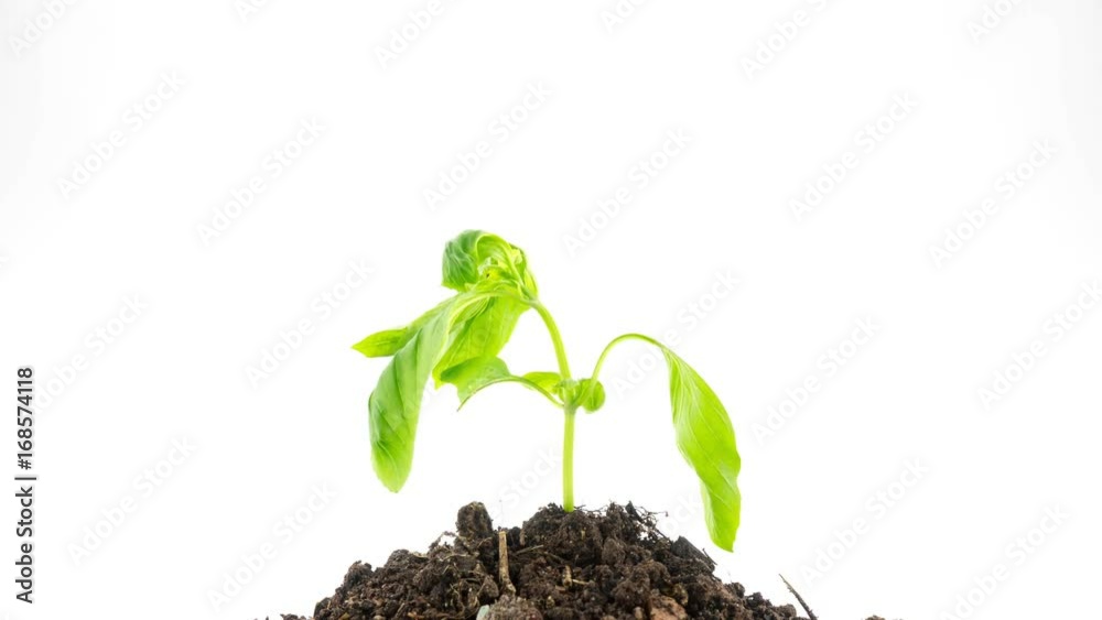 green plant withers and springing to life 4K Time-lapse