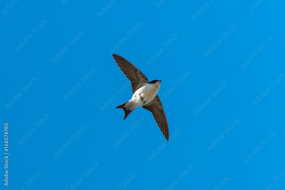 Swallow, Hirundo rustica, flying in a blue sky