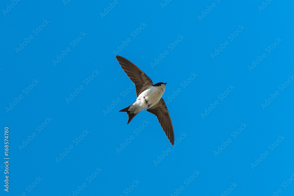 Swallow, Hirundo rustica, flying in a blue sky Swallow, Hirundo rustica, flying in a blue sky