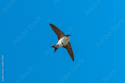 Swallow  Hirundo rustica  flying in a blue sky