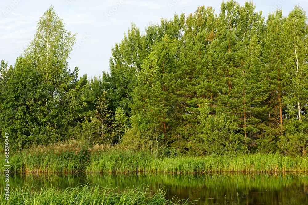 Beautiful lake in the forest