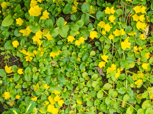 Creeping jenny