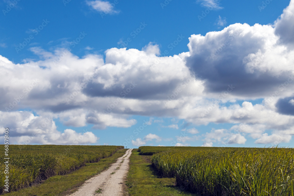 Rural Dirt Farm Road Running Through Sugar Cane Fields Rural Dirt Farm Road Running Through Sugar Cane Fields
