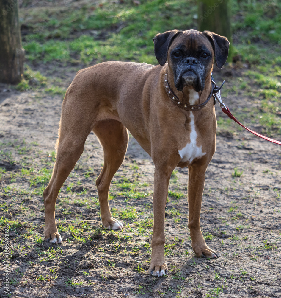 Boxer dog on lead