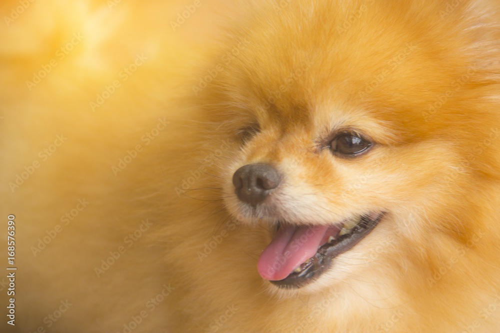 Brown pomeranian dog smiling, Selective focus.Pet concept.
