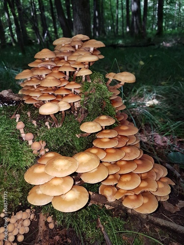 Stockschwämmchen im Wald photo