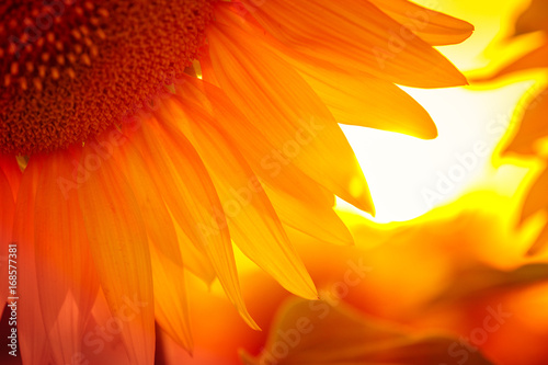 Fototapeta Naklejka Na Ścianę i Meble -  sunflower flower at the sunset