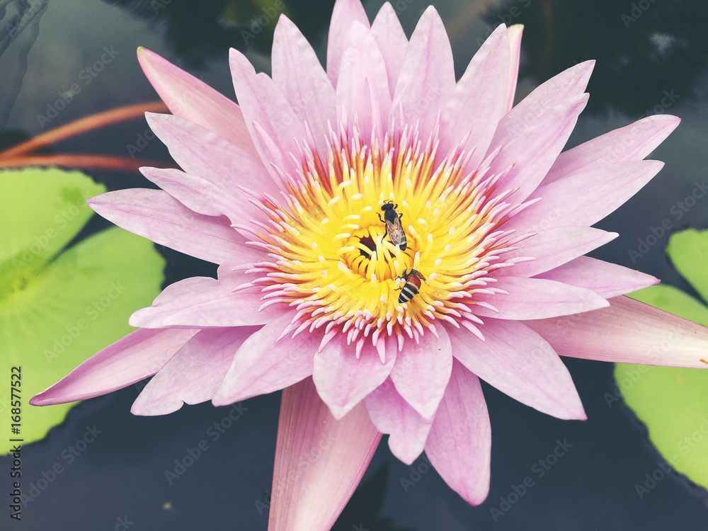 Honey bee collects pollen showing its pollen baskets and flies away on lotus flower in the pond. Saturated colors and vibrant detail make this an almost surreal image, vintage tone. Honey bee collects pollen showing its pollen baskets and flies away on lotus flower in the pond. Saturated colors and vibrant detail make this an almost surreal image, vintage tone.