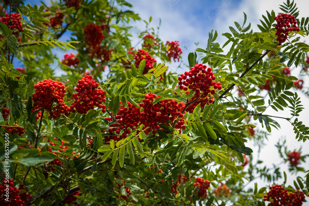Red rowan tree in the end of summer Red rowan tree in the end of summer