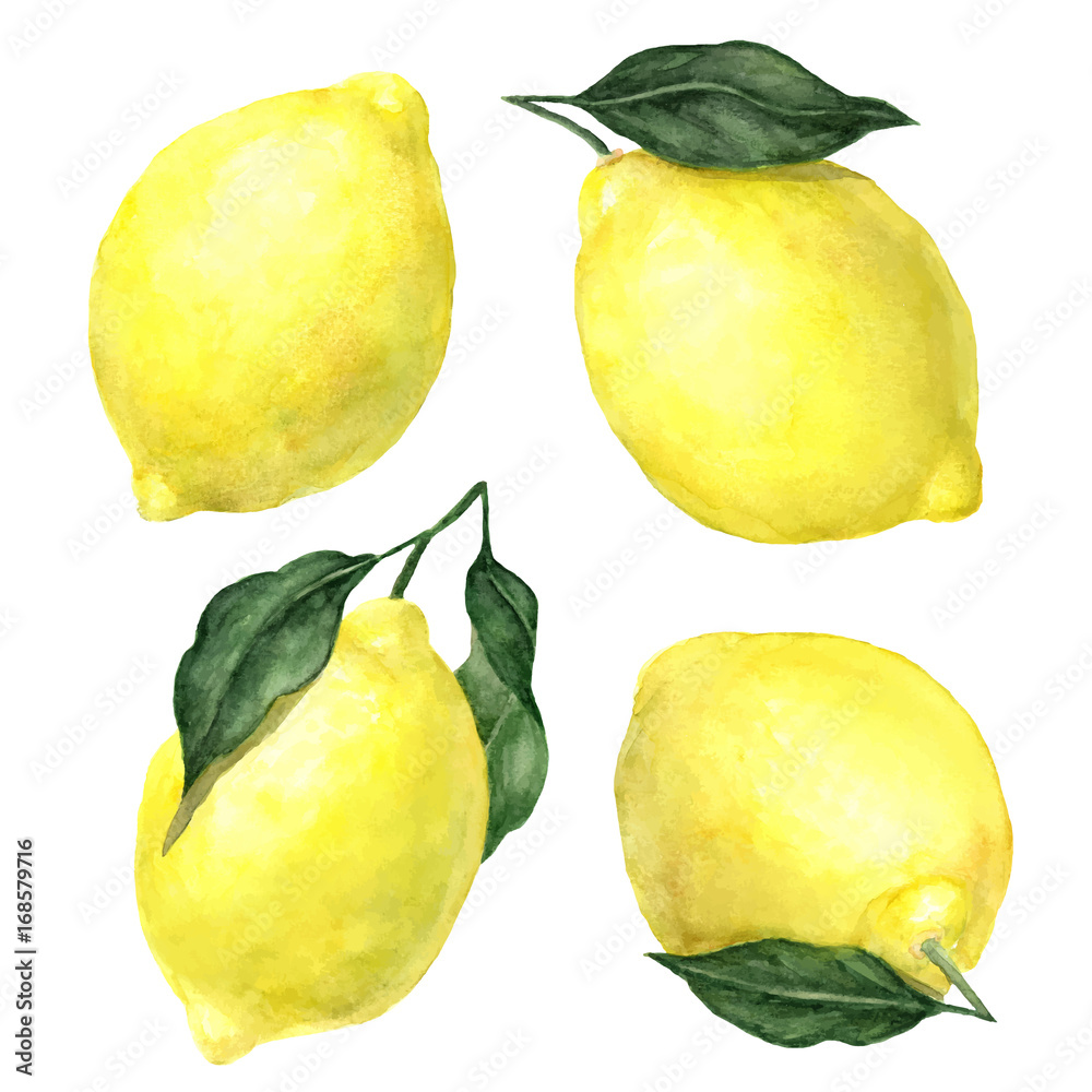 Vector watercolor hand drawn lemons with leaves set isolated on white