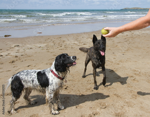 Canvas Print Two wet dogs playing ball with owner on holiday beach in UK
