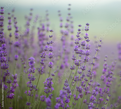 Lavender field. Composition of nature.