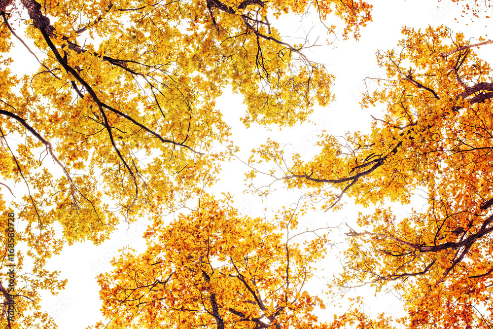 Photo of orange autumn forest with leaves Photo of orange autumn forest with leaves