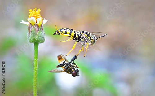 yellow jacket wasp flying from beautiful flower.