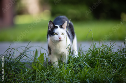 Fototapeta Naklejka Na Ścianę i Meble -  Cat