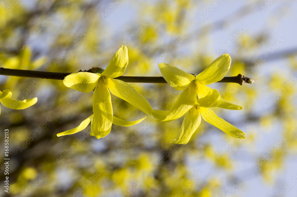 Spring bush Forsythia in bloom, branches full of flowers and buds Spring bush Forsythia in bloom, branches full of flowers and buds