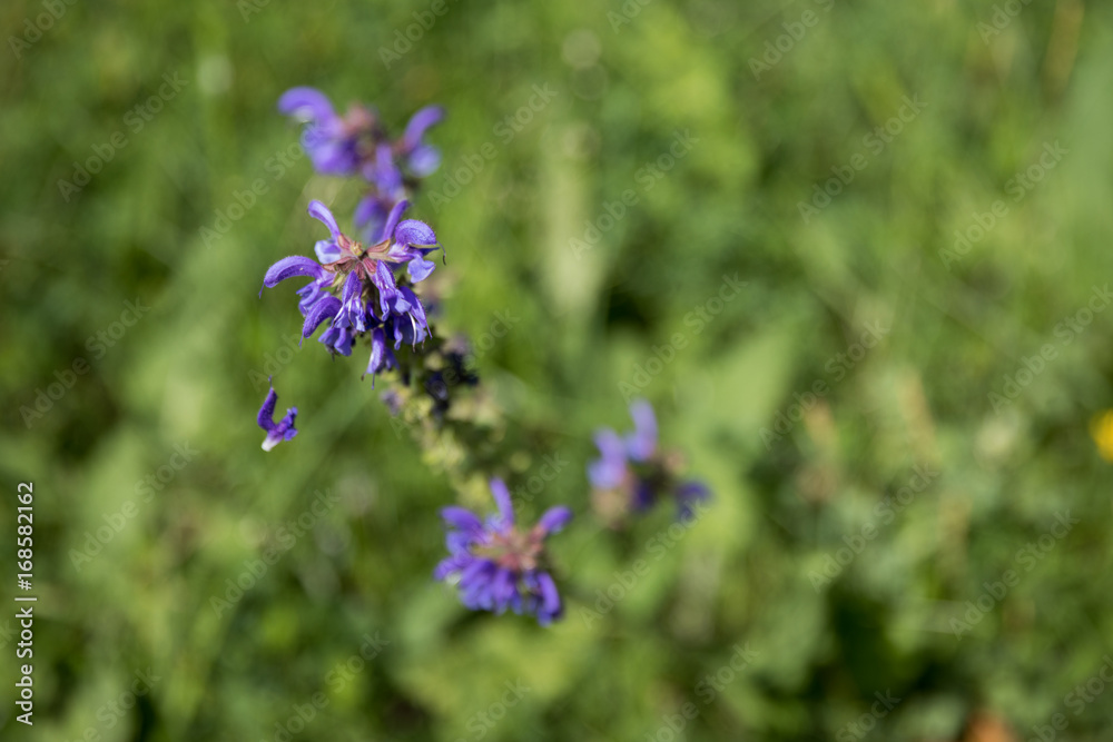 Wildblumenblüte Wildblumenblüte