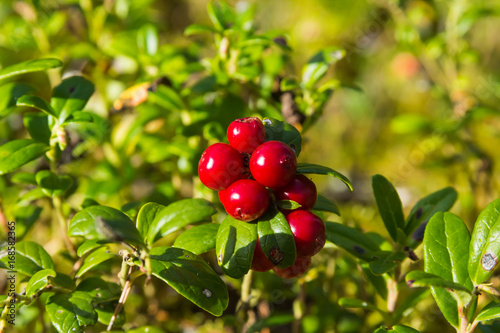 Red huckleberry groving in a forest in a end of summer