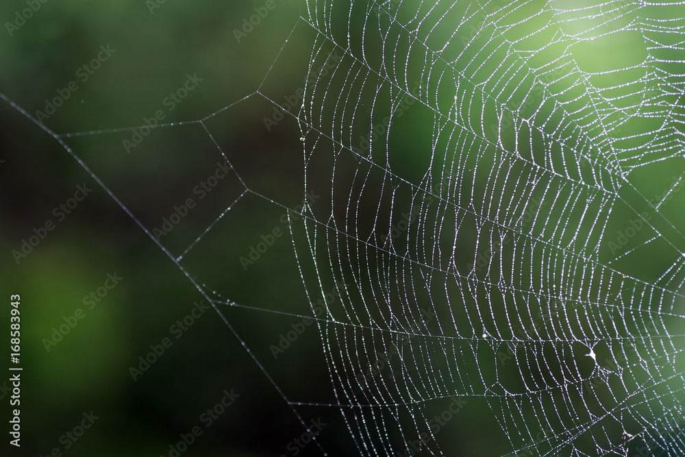 Fototapeta premium Wet spider'web