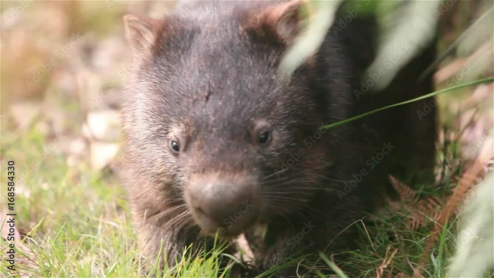 Wombat in the wild Wombat in the wild