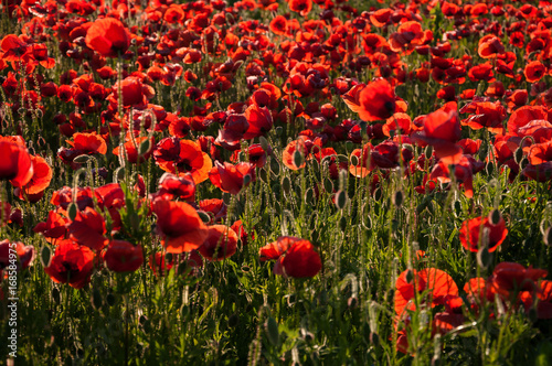 Group of red poppies in a field with dew  illuminated by the sun in the morning.