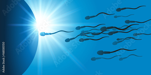 Fototapeta fécondation - reproduction - ovule - spermatozoïde - ovulation - fertilité