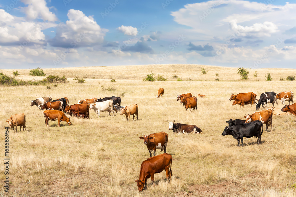 Obraz premium Clean livestock. Cows of different breeds are grazing on the field with yellow dry grass under a blue sky with clouds