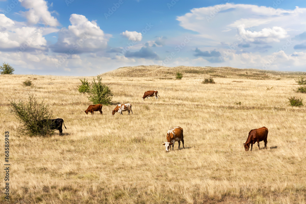 Clean livestock. Cows of different breeds are grazing on the field with yellow dry grass under a blue sky with clouds Clean livestock. Cows of different breeds are grazing on the field with yellow dry grass under a blue sky with clouds