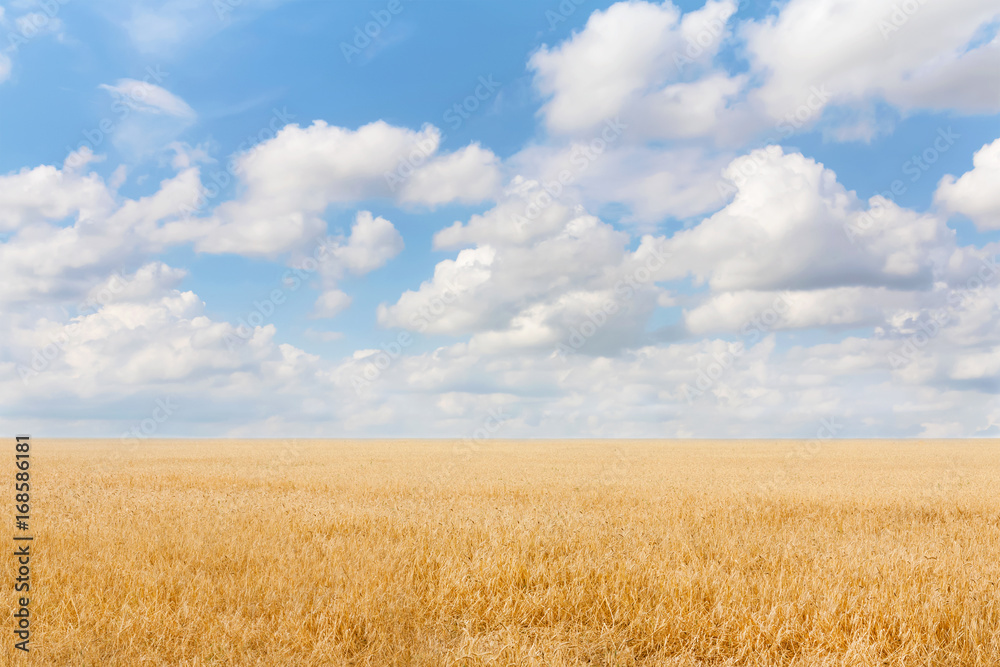 Summer landscape with grain field and blue sky with clouds. Ukraine