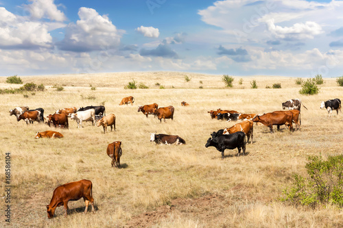 Clean livestock. Cows of different breeds are grazing on the field with yellow dry grass under a blue sky with clouds photo
