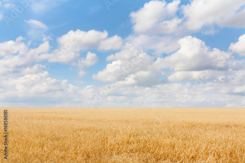 Summer landscape with grain field and blue sky with clouds. Ukraine
