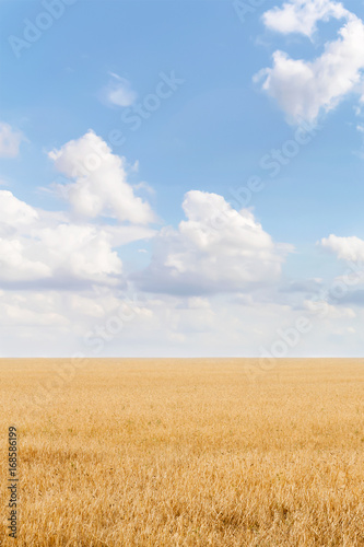 Summer landscape with grain field and blue sky with clouds. Ukraine