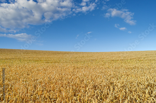 Field of wheat on the background of the blue sky