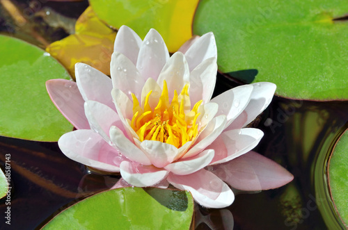 Lily blooms on a lake on background of green leaves