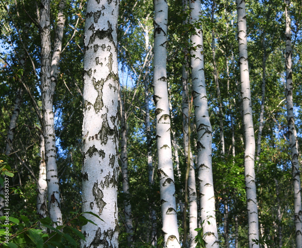 Birch grove with white birches and green foliage in summer