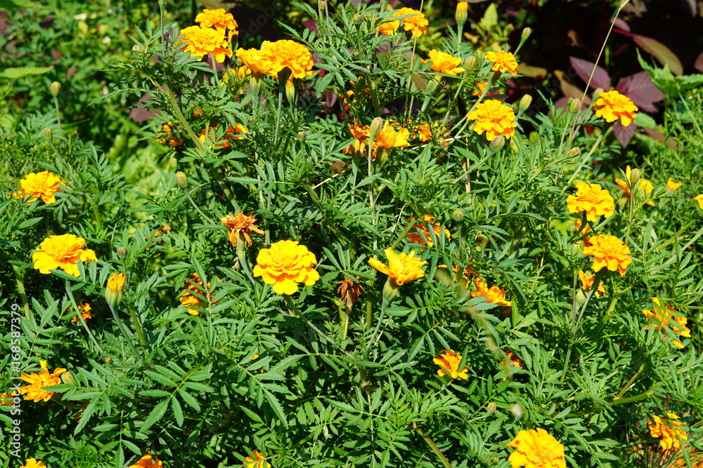 Yellow Flowers on Flowerbed in Summer Sunny Day