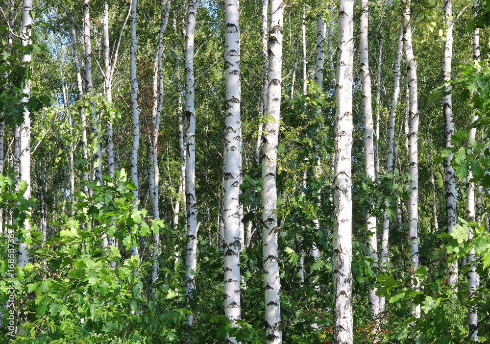 Fototapeta premium Gaj brzozowy z białymi brzozami i zielonymi liśćmi latem