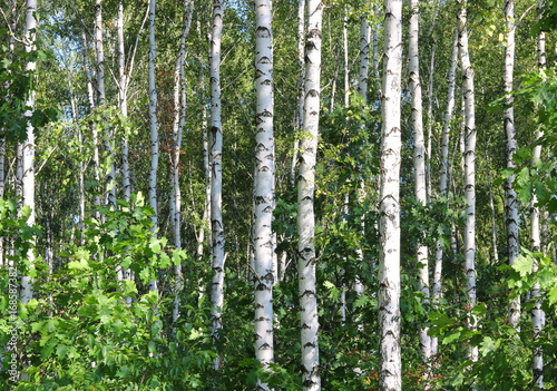 Birch grove with white birches and green foliage in summer