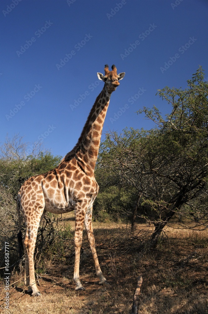 South African giraffe next to trees in the wild, Kwa Zulu Natal