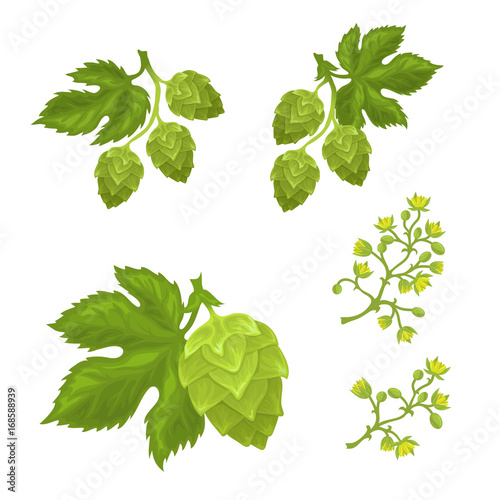 Hops cones and flowers with leaves