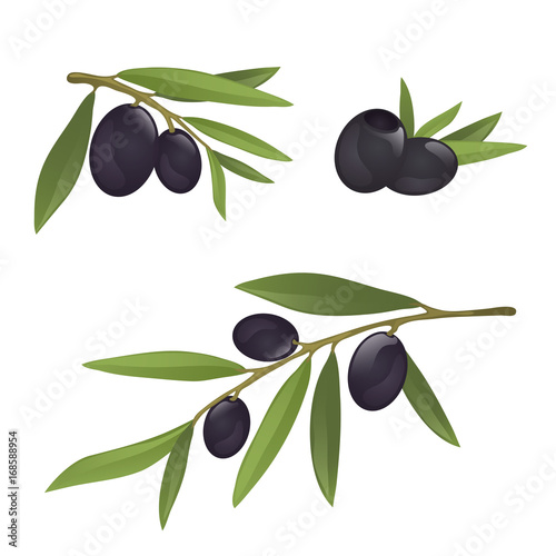 Olive branches with black olives