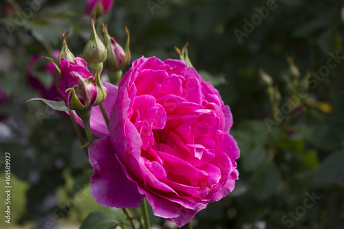 Beautiful pink rose in a garden photo