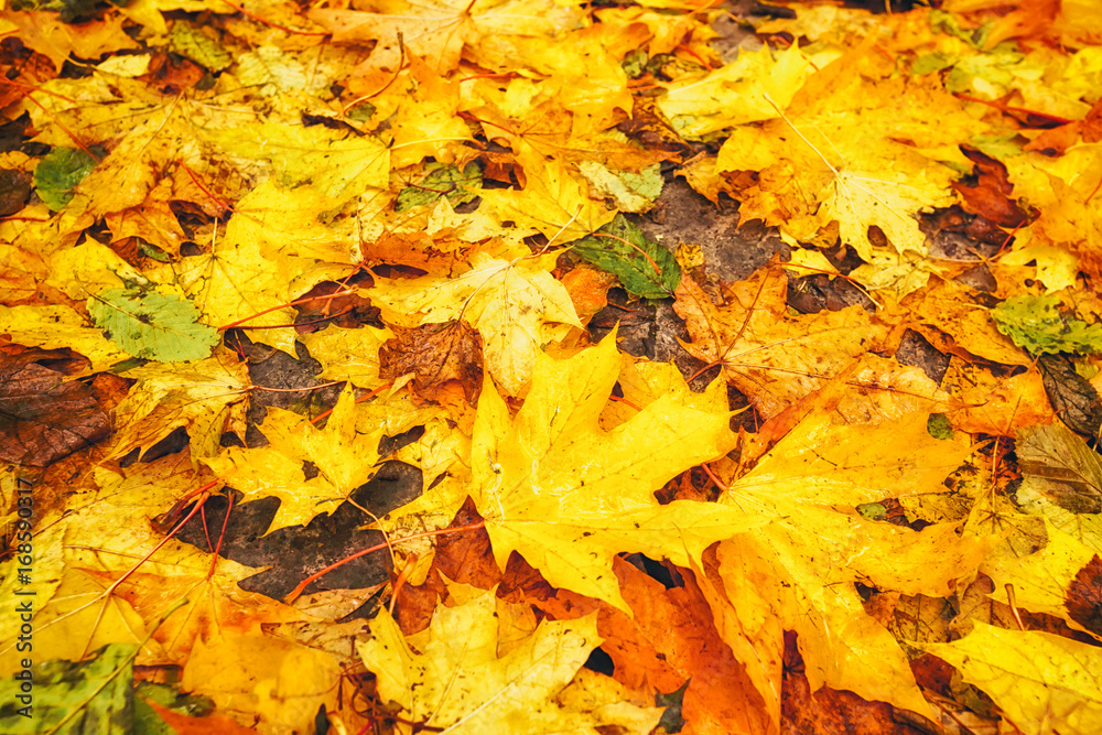 A lot of dirty autumn leaves A lot of dirty autumn leaves