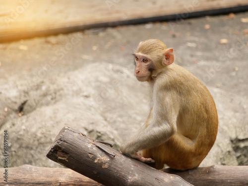 Rhesus macaque sit lonely and sad.