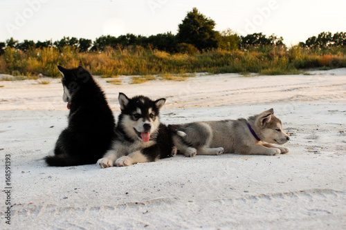 Puppies of the Alaskan malamula